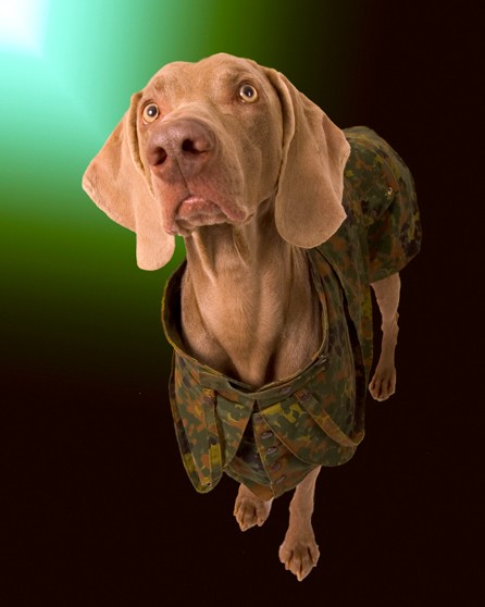 weimeraner in cami camouflage green pet photography